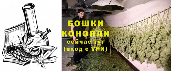 прущие грибы Заводоуковск